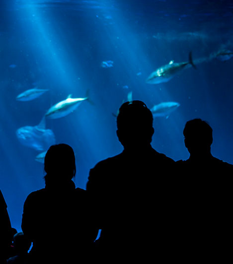 Monterey Bay Aquarium at California 