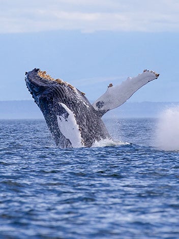 Monterey Whale Watching Package at Hotel California 