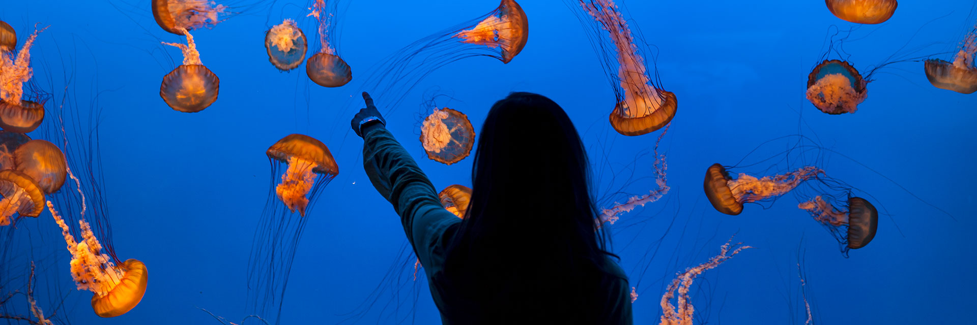 monterey bay aquarium package at california hotel top