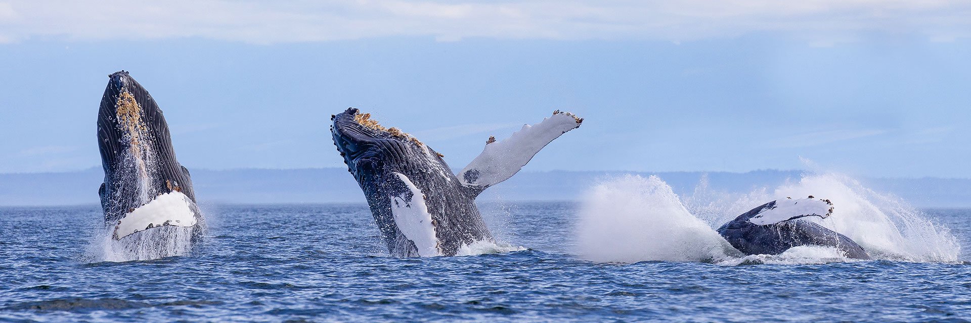 whale watching tour discount